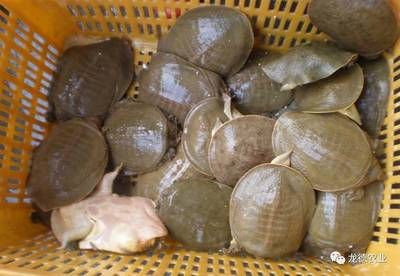 龍魚會不會吃烏龜：龍魚會不會吃烏龜？ 龍魚會不會吃烏龜：龍魚會不會吃烏龜？ 龍魚百科 第3張