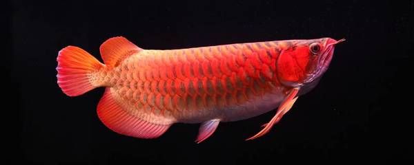 龍魚喂什么食物比較好：龍魚喂食量的標準