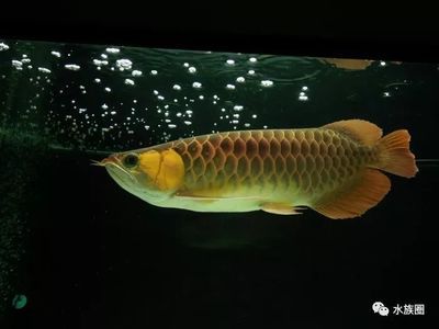 龍魚能和哪些魚混養(yǎng)在一起（幾種適合與龍魚混養(yǎng)的魚類）