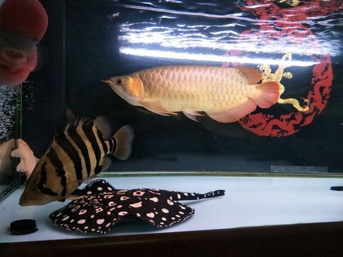 龍魚虎魚混養視頻大全圖片欣賞