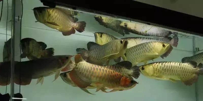 龍魚虎魚混養視頻大全圖片欣賞