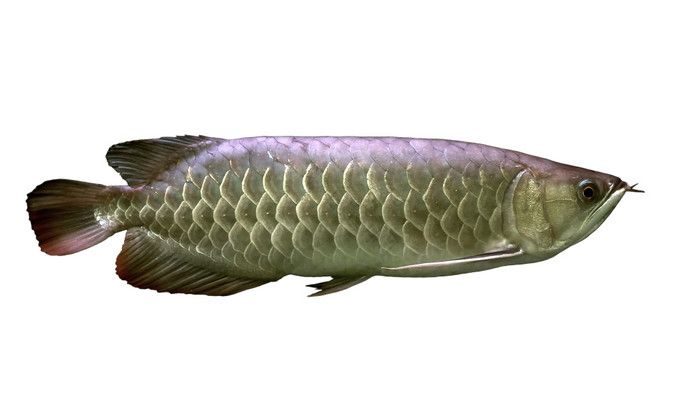 龍魚能吃什么水果：龍魚可以吃什么水果