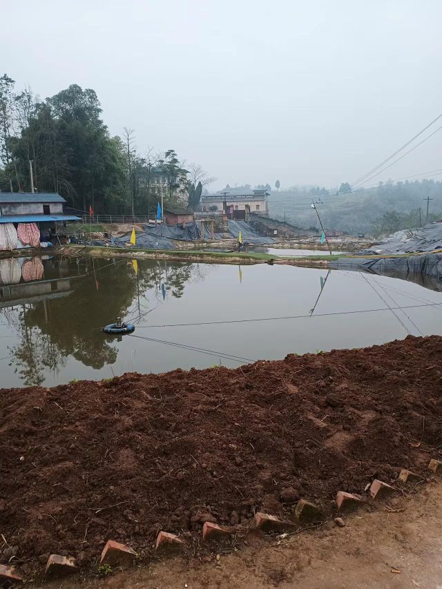 四川龍魚基地在哪里啊