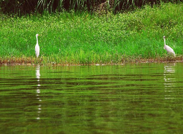四川龍魚基地在哪里啊