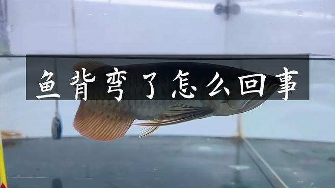 龍魚(yú)駝背治療期間需要禁食嗎？