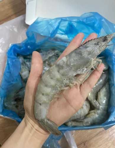 龍魚(yú)的種類(lèi)與鑒別：-龍魚(yú)吃凍蝦的保存技巧，龍魚(yú)吃凍蝦會(huì)著涼嗎