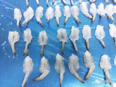 龍魚(yú)的種類(lèi)與鑒別：-龍魚(yú)吃凍蝦的保存技巧，龍魚(yú)吃凍蝦會(huì)著涼嗎