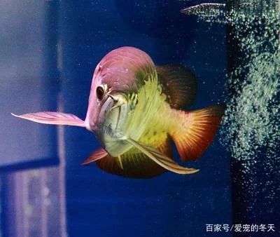 龍魚(yú)的種類(lèi)與鑒別：-龍魚(yú)吃凍蝦的保存技巧，龍魚(yú)吃凍蝦會(huì)著涼嗎