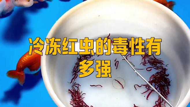 直接投喂凍紅蟲有哪些風險？ 直接投喂凍紅蟲有哪些風險？ 龍魚百科 第1張