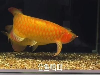 如何判斷龍魚性別：判斷龍魚性別主要依靠觀察其生殖行為和體態特征