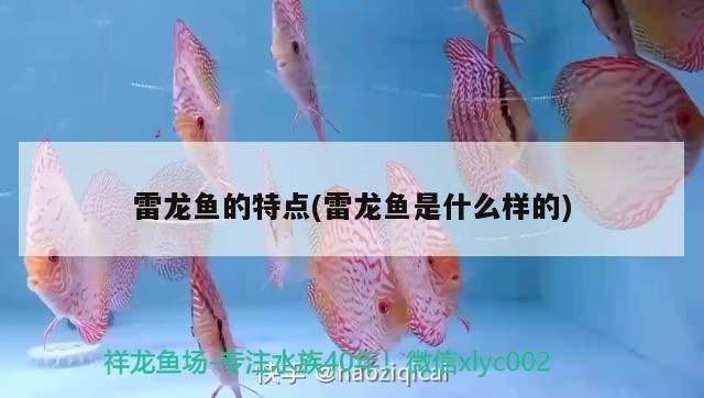 哪種中型雷龍魚最好看的，中型雷龍魚的品種有哪些