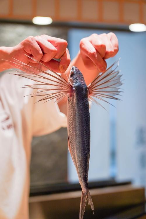 飛龍魚圖片