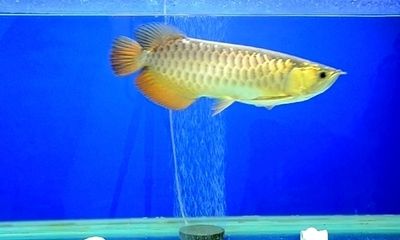 20厘米金龍魚一天喂幾次飼料呢視頻（20厘米左右的金龍魚一天喂多少量）