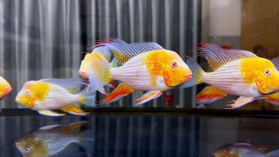 蘇州哪里有賣龍魚的地方啊視頻