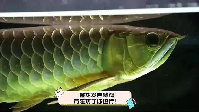 金龍魚多大發色