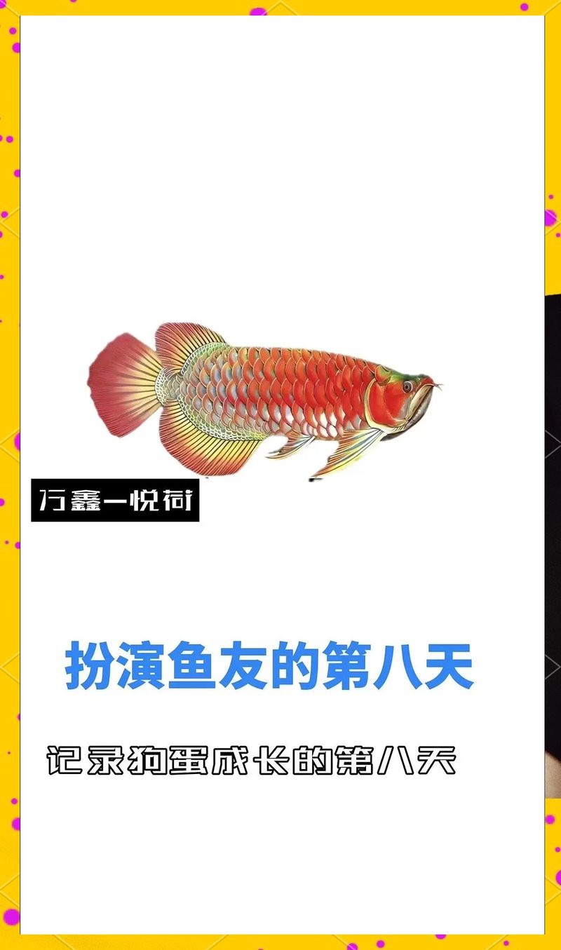 金龍魚多大發色