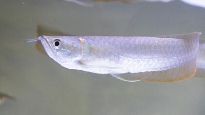 熱帶銀龍魚(yú)身上爛了怎么回事（熱帶銀龍魚(yú)身上爛了可能由多種因素引起）