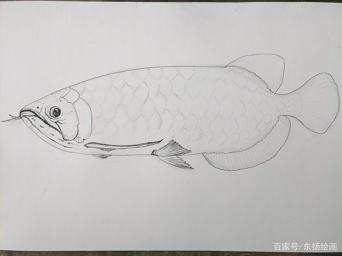 龍魚背景圖片大全可愛動漫圖 龍魚背景圖片大全可愛動漫圖 龍魚百科 第4張