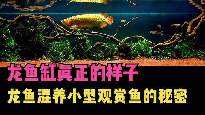 龍魚缸和其它魚缸有啥區別：龍魚缸與其他魚類混養注意事項 龍魚缸和其它魚缸有啥區別：龍魚缸與其他魚類混養注意事項 龍魚百科 第3張