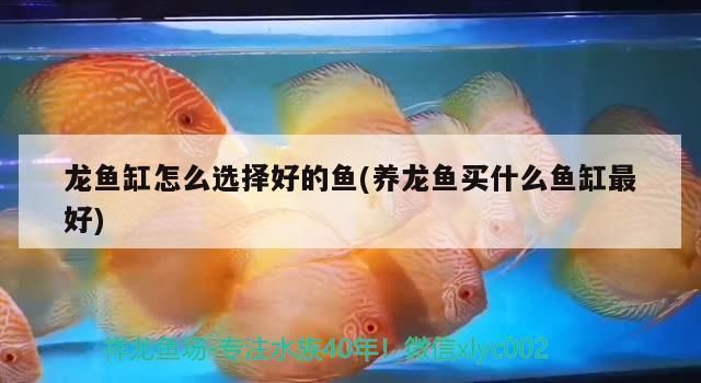 龍魚缸和其它魚缸有啥區別：龍魚缸與其他魚類混養注意事項 龍魚缸和其它魚缸有啥區別：龍魚缸與其他魚類混養注意事項 龍魚百科 第1張