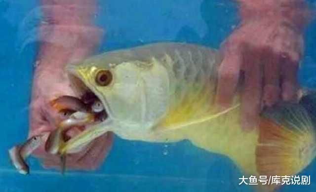 金龍魚不吃魚食怎么辦：金龍魚不吃食怎么辦
