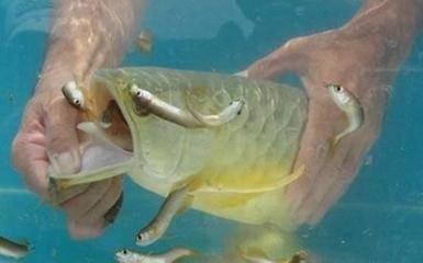金龍魚不吃魚食怎么辦：金龍魚不吃食怎么辦
