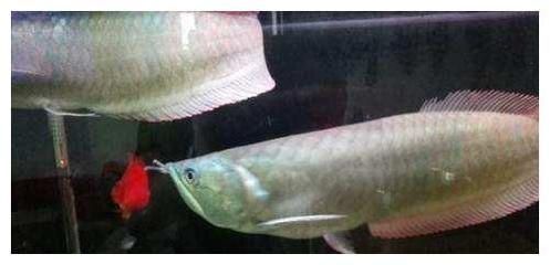 如何避免龍魚打架的風險:龍魚打架的風險可以通過以下幾種方法避免龍魚打架的風險 龍魚百科 第2張 如何避免龍魚打架的風險:龍魚打架的風險可以通過以下幾種方法避免龍魚打架的風險 如何避免龍魚打架的風險:龍魚打架的風險可以通過以下幾種方法避免龍魚打架的風險 龍魚百科 第2張