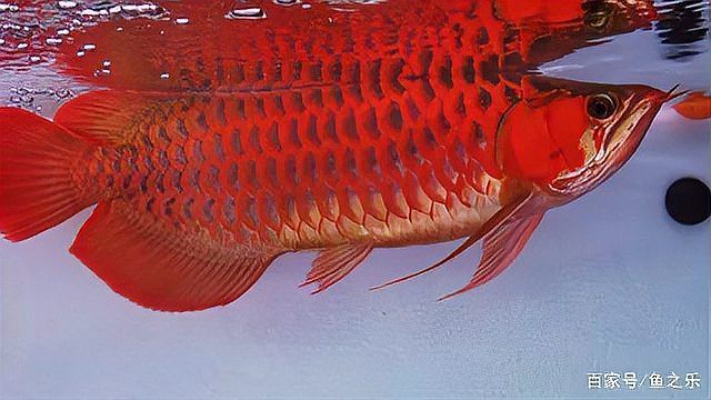 播放紅龍魚的圖片大全集 播放紅龍魚的圖片大全集 龍魚百科 第25張