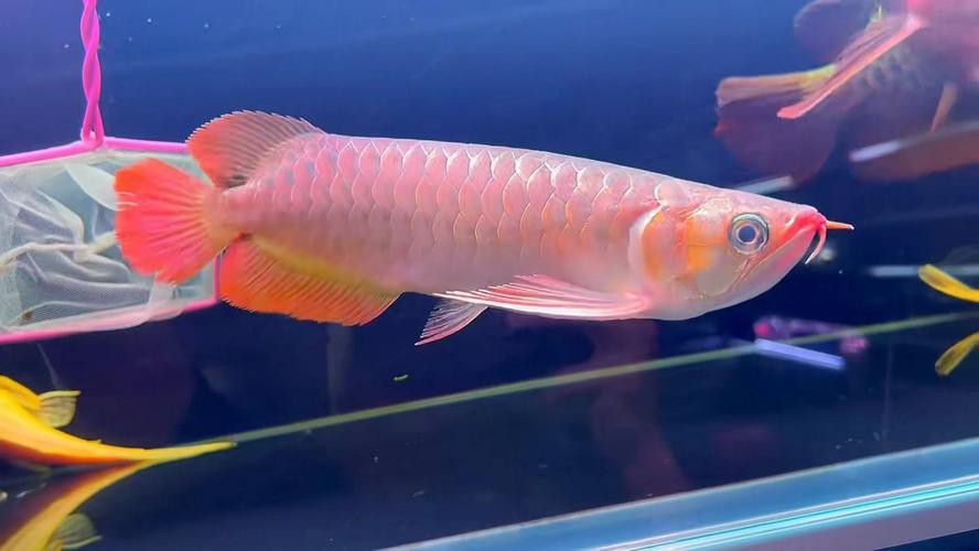 播放紅龍魚的圖片大全集 播放紅龍魚的圖片大全集 龍魚百科 第19張