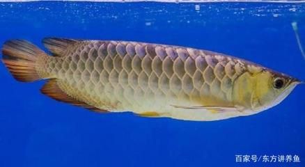 金龍魚貴的原因：金龍魚貴的原因主要有三個方面：一是品相好 金龍魚貴的原因：金龍魚貴的原因主要有三個方面：一是品相好 龍魚百科 第1張