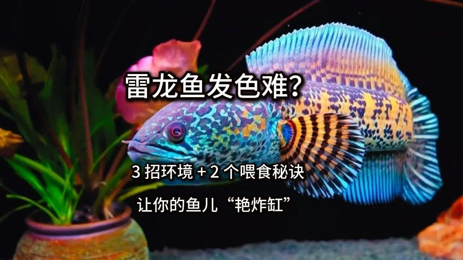 龍魚發色后如何保持？