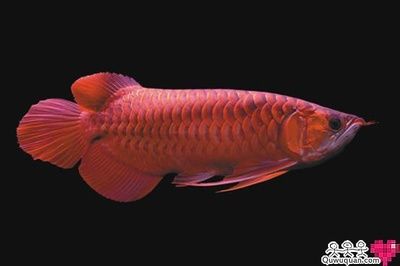 紅龍魚胸鰭：紅龍魚的胸鰭應(yīng)該左右對(duì)稱，紅龍魚胸鰭的選擇標(biāo)準(zhǔn)包括以下幾個(gè)方面