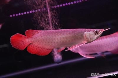 紅龍魚胸鰭：紅龍魚的胸鰭應(yīng)該左右對稱，紅龍魚胸鰭的選擇標(biāo)準(zhǔn)包括以下幾個方面