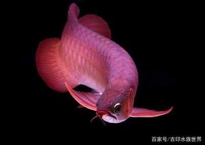 紅龍魚胸鰭：紅龍魚的胸鰭應(yīng)該左右對(duì)稱，紅龍魚胸鰭的選擇標(biāo)準(zhǔn)包括以下幾個(gè)方面