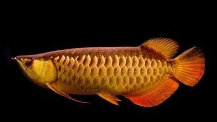 蜈蚣喂金龍魚好嗎：喂食蜈蚣對(duì)金龍魚的影響 蜈蚣喂金龍魚好嗎：喂食蜈蚣對(duì)金龍魚的影響 龍魚百科 第2張