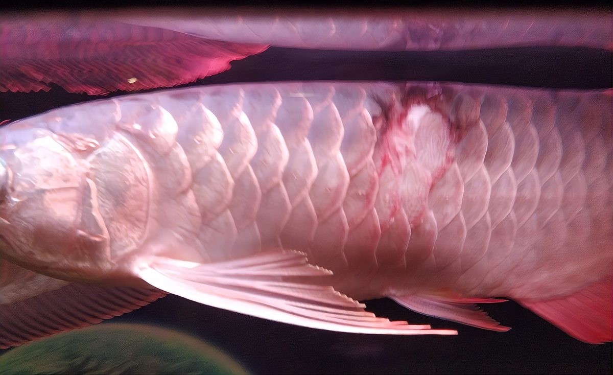 銀龍魚掉鱗片怎么回事啊圖片