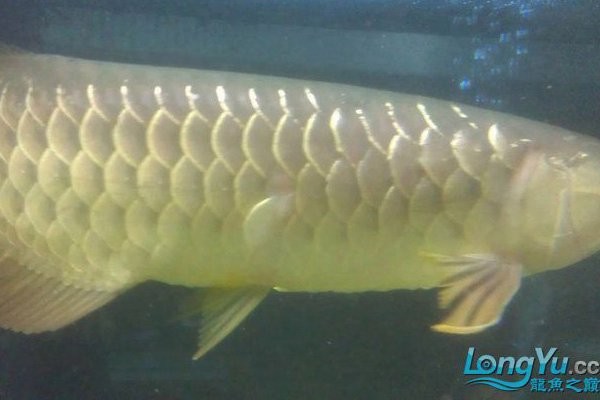 銀龍魚掉鱗片怎么回事啊圖片