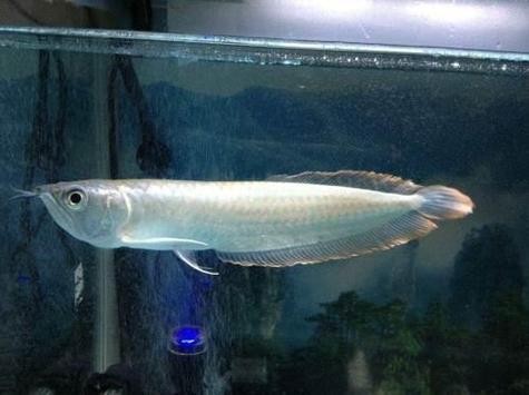 銀龍魚掉鱗片怎么回事啊圖片