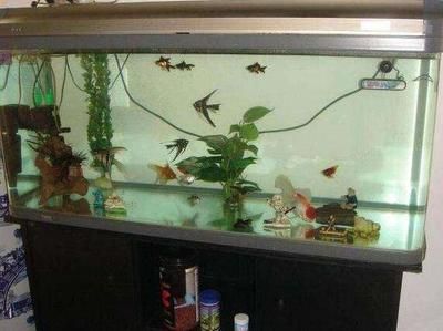 魚缸魚養幾條比較好風水圖片（魚缸養魚風水布局技巧）