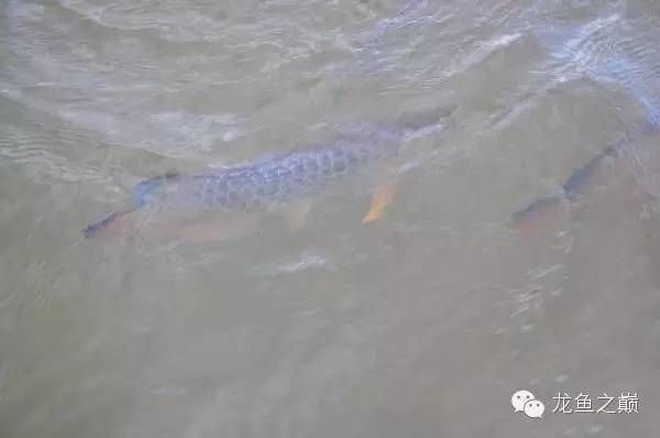 金龍魚產自哪里？（河北有生產金龍魚洗衣液廠家金龍魚洗衣液廠家） 金龍魚產自哪里？（河北有生產金龍魚洗衣液廠家金龍魚洗衣液廠家） 龍魚百科 第4張
