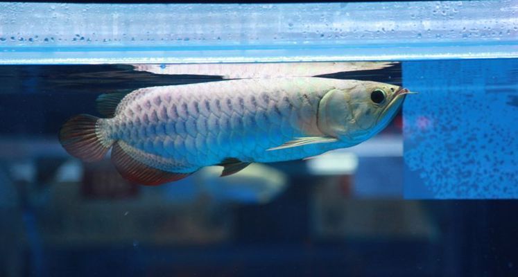 世界龍魚大賽:世界龍魚大賽評判標準 龍魚百科 第4張 世界龍魚大賽:世界龍魚大賽評判標準 世界龍魚大賽:世界龍魚大賽評判標準 龍魚百科 第4張