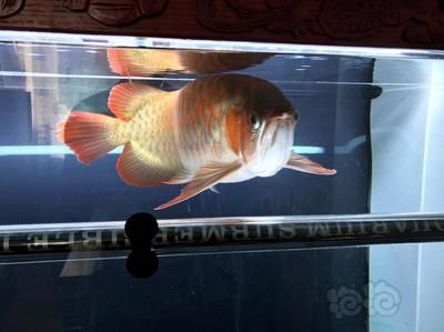 龍魚一天開多久的燈：夏季養護龍魚的注意事項