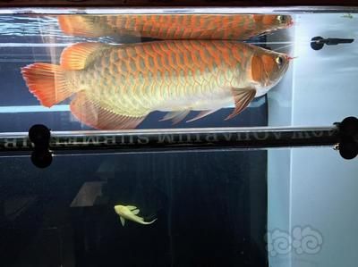 龍魚一天開多久的燈：夏季養護龍魚的注意事項