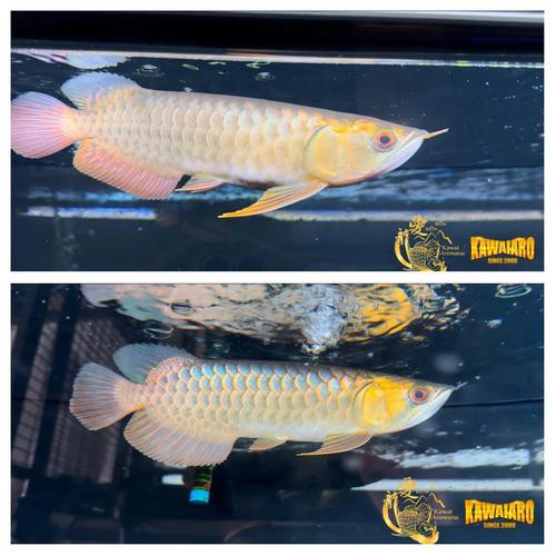 過背金龍魚圖片欣賞大全大圖