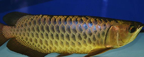 紅龍魚趴缸不動怎么回事（紅龍魚突然趴缸，什么原因，如何處理）