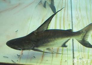 成吉思汗鯊魚飼養技巧，水質很重要：成吉思汗鯊魚吉思汗鯊魚飼養技巧有哪些