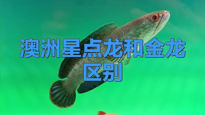 金點龍魚和星點龍魚的區別