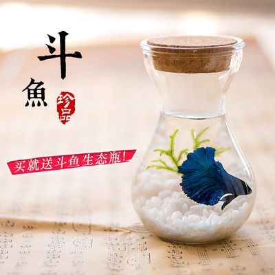 斗魚血紅龍魚多少錢一條：血紅龍魚價格行情斗魚血紅龍魚多少錢一條多少錢一條