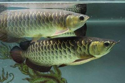 紅龍魚白燈照射的效果怎么樣：紅龍魚白燈照射效果的分析