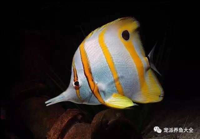 火箭魚和龍魚混養(yǎng)可以嗎：火箭魚和龍魚可以混養(yǎng)嗎 火箭魚和龍魚混養(yǎng)可以嗎：火箭魚和龍魚可以混養(yǎng)嗎 龍魚百科 第3張